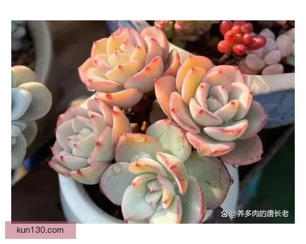 1v3多肉多车，这场“战斗”谁能笑到最后？ 